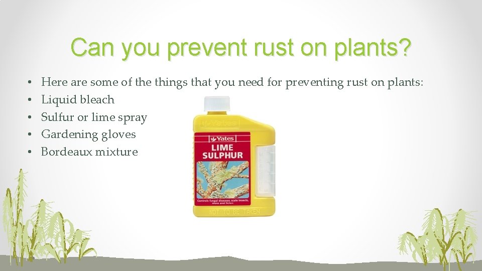 Can you prevent rust on plants? • • • Here are some of the