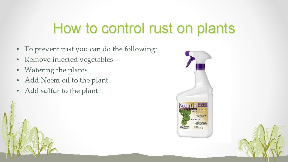 How to control rust on plants • • • To prevent rust you can