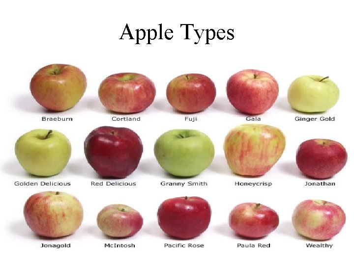 Apple Types 