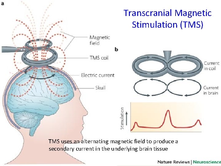 Transcranial Magnetic Stimulation (TMS) TMS uses an alternating magnetic field to produce a secondary Transcranial Magnetic Stimulation (TMS) TMS uses an alternating magnetic field to produce a secondary