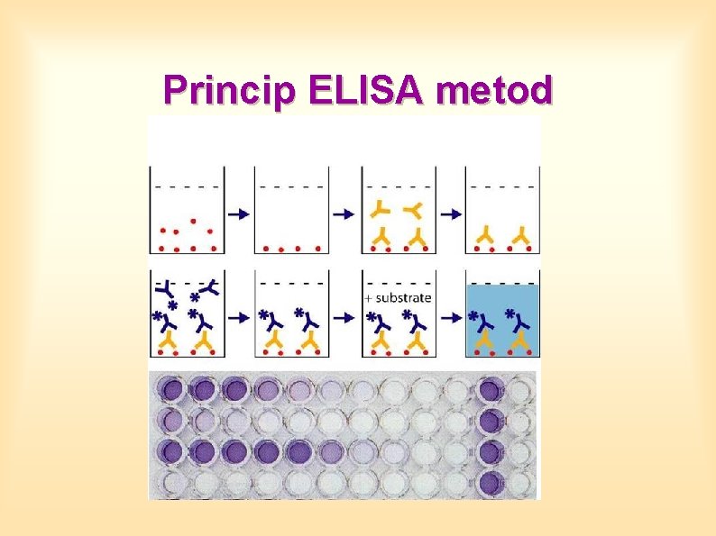 Princip ELISA metod 