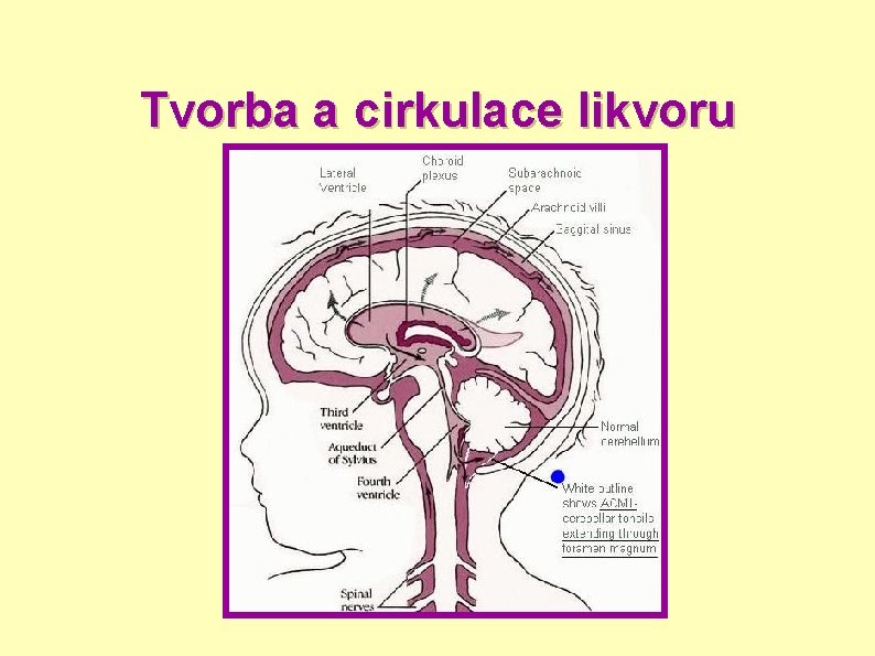 Tvorba a cirkulace likvoru 