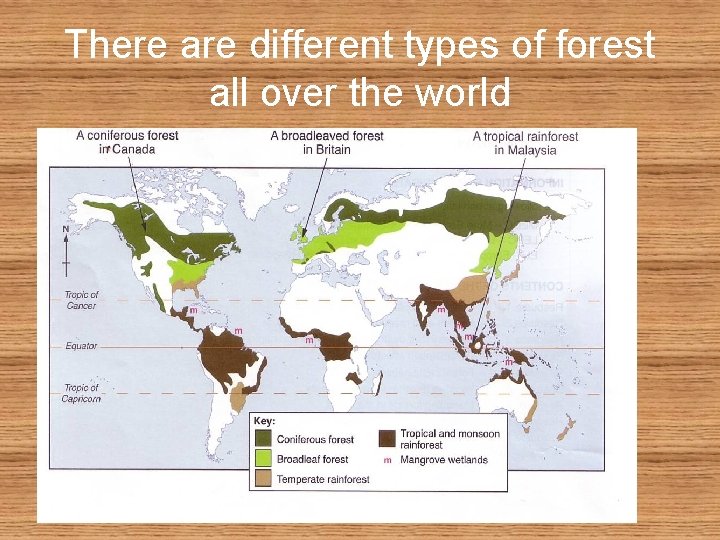 There are different types of forest all over the world 