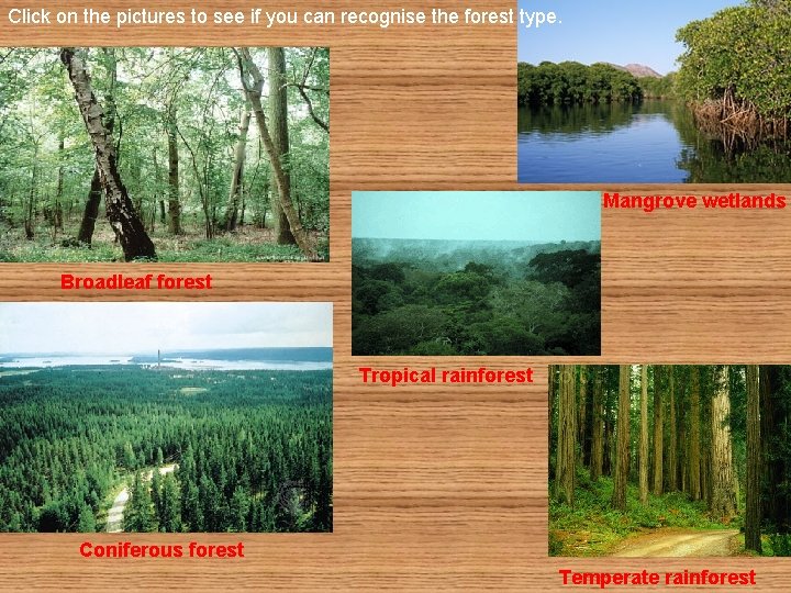 Click on the pictures to see if you can recognise the forest type. Mangrove