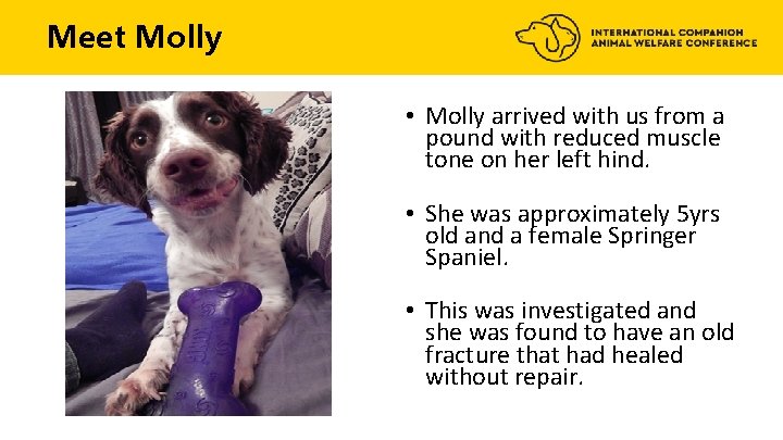 Meet Molly • Molly arrived with us from a pound with reduced muscle tone