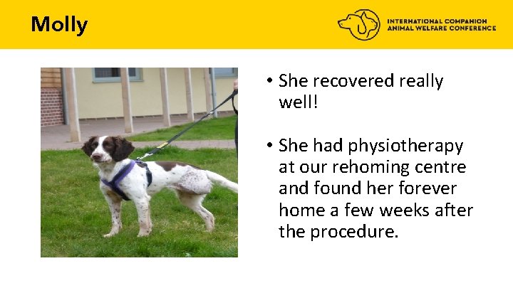 Molly • She recovered really well! • She had physiotherapy at our rehoming centre