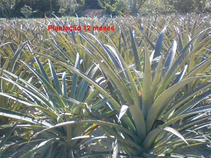 Plantação 12 meses 