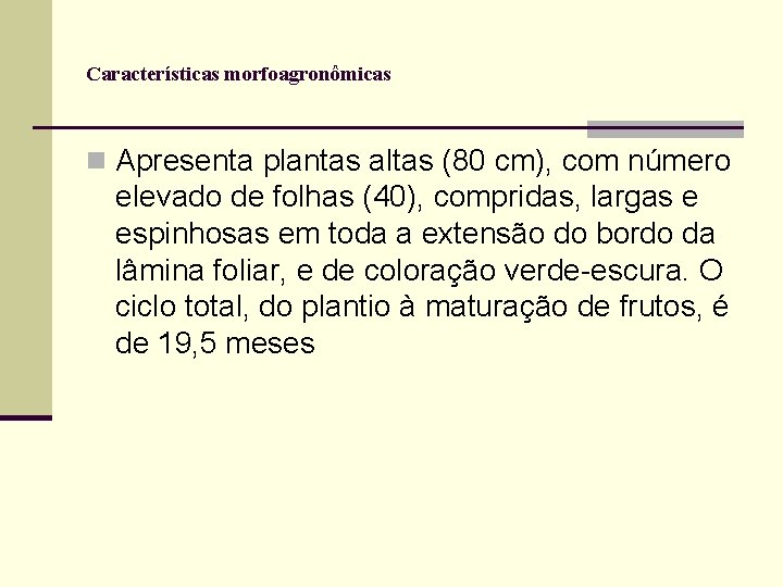 Características morfoagronômicas n Apresenta plantas altas (80 cm), com número elevado de folhas (40),