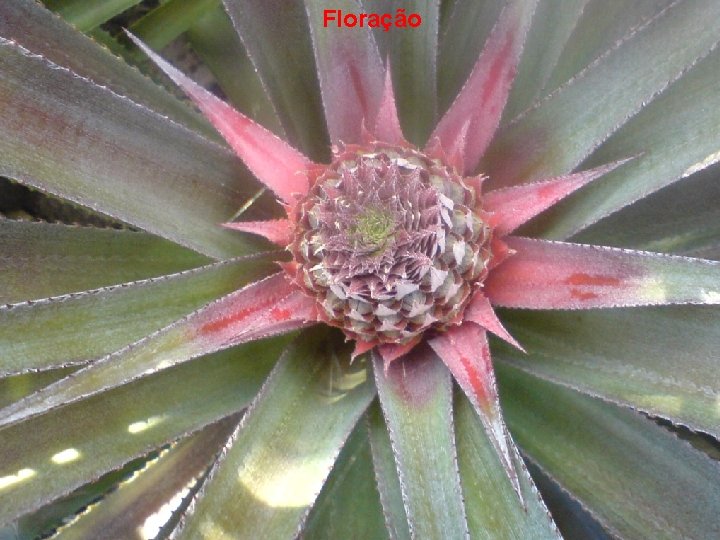 Floração 