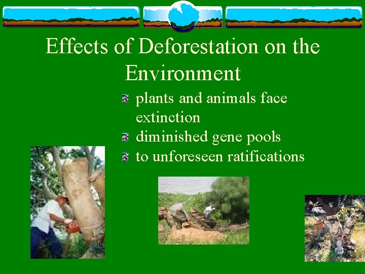 Effects of Deforestation on the Environment plants and animals face extinction diminished gene pools