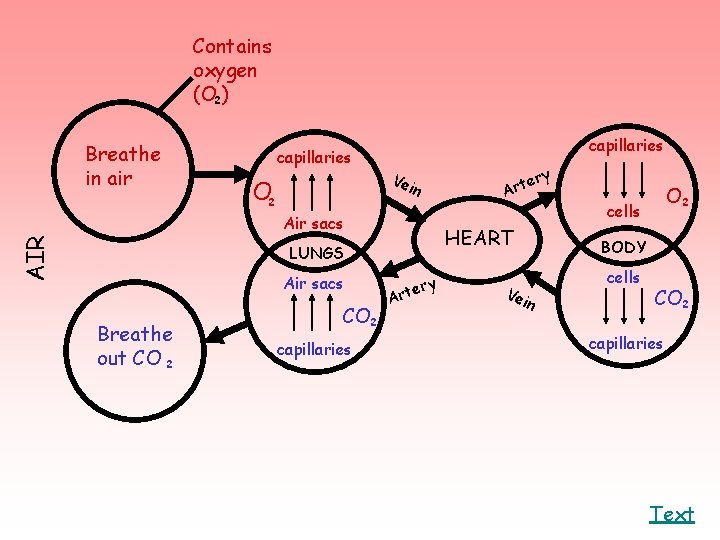 Contains oxygen (O ) ² Breathe in air capillaries O AIR ² capillaries Ve