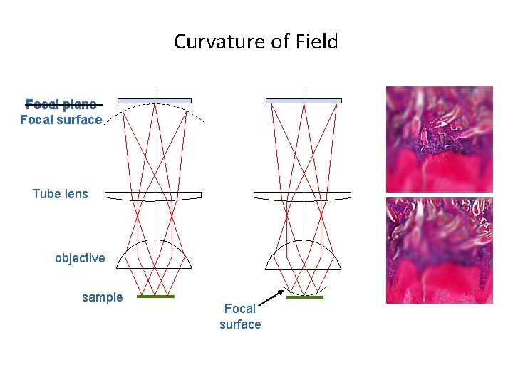 Curvature of Field Focal plane Focal surface Tube lens objective sample Focal surface 