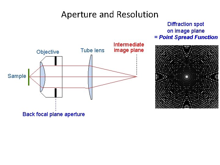 Aperture and Resolution Diffraction spot on image plane = Point Spread Function Objective Tube