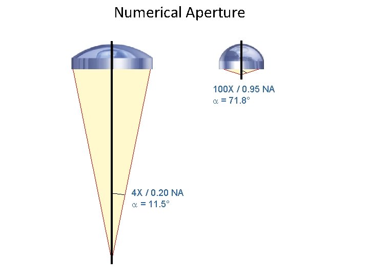 Numerical Aperture 100 X / 0. 95 NA = 71. 8° 4 X /
