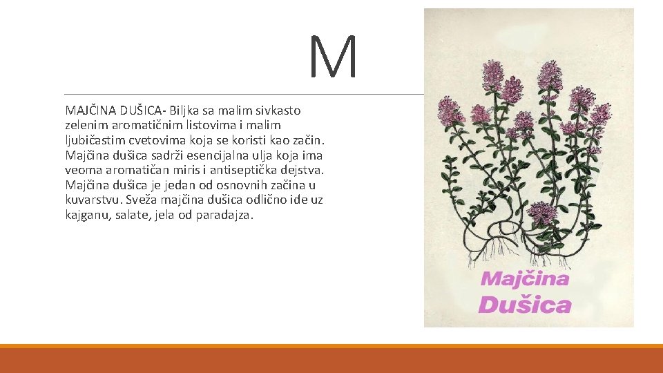 M MAJČINA DUŠICA- Biljka sa malim sivkasto zelenim aromatičnim listovima i malim ljubičastim cvetovima