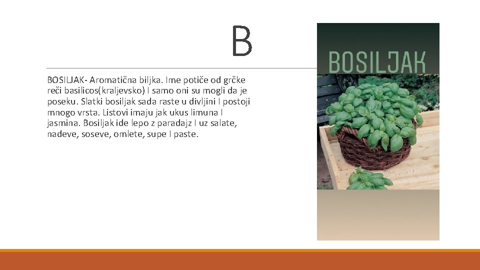 B BOSILJAK- Aromatična biljka. Ime potiče od grčke reči basilicos(kraljevsko) I samo oni su