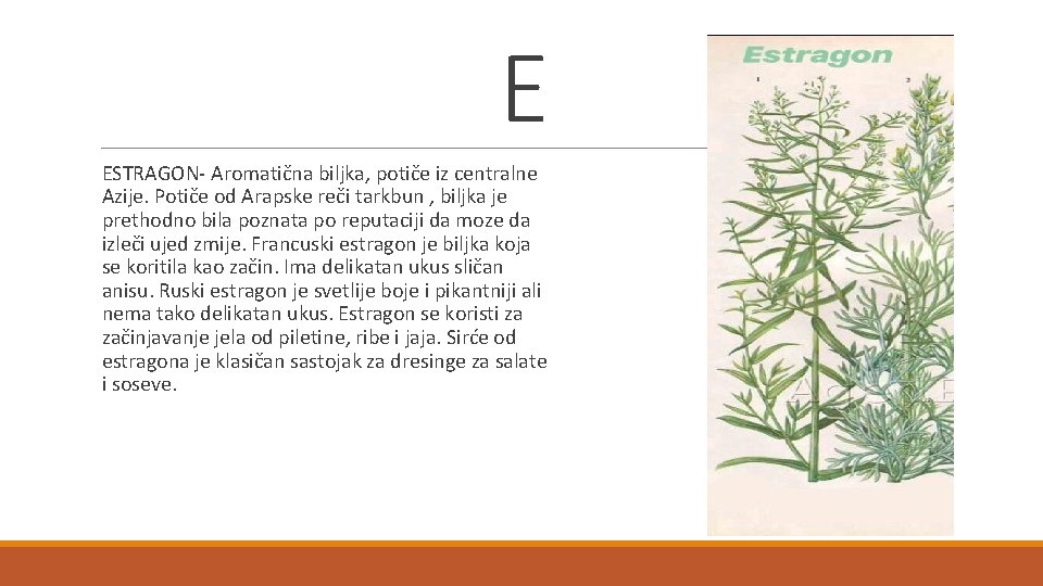 E ESTRAGON- Aromatična biljka, potiče iz centralne Azije. Potiče od Arapske reči tarkbun ,