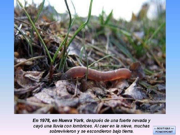 En 1978, en Nueva York, después de una fuerte nevada y cayó una lluvia