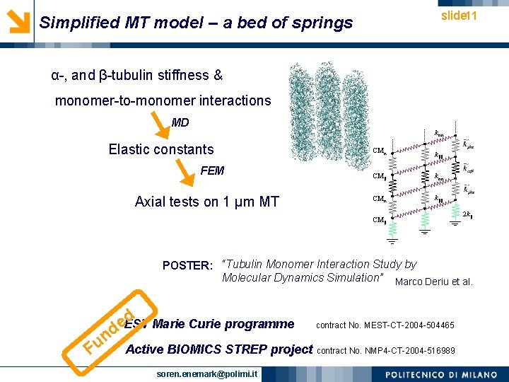 slide 11 Simplified MT model – a bed of springs α-, and β-tubulin stiffness