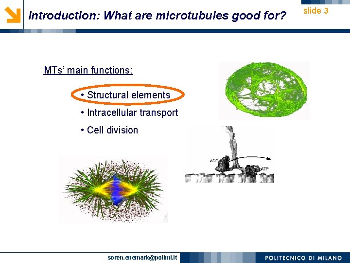 Introduction: What are microtubules good for? MTs’ main functions: • Structural elements • Intracellular