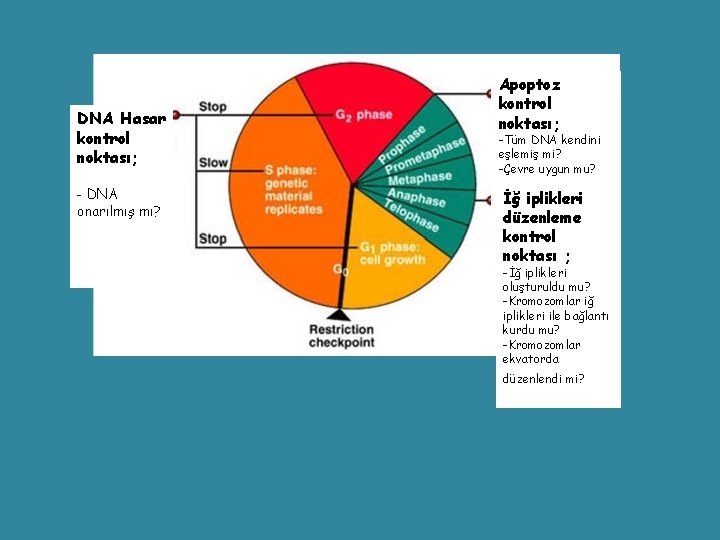 Apoptoz kontrol noktası; DNA Hasar kontrol noktası; -Tüm DNA kendini eşlemiş mi? -Çevre uygun