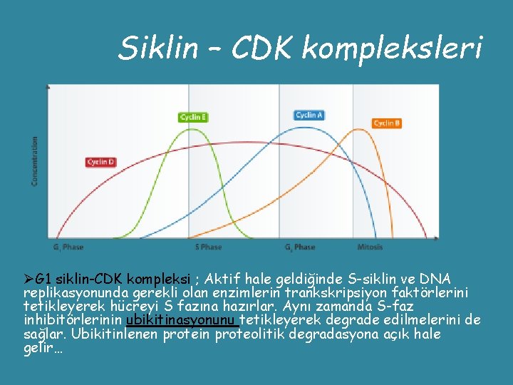 Siklin – CDK kompleksleri ØG 1 siklin-CDK kompleksi ; Aktif hale geldiğinde S-siklin ve