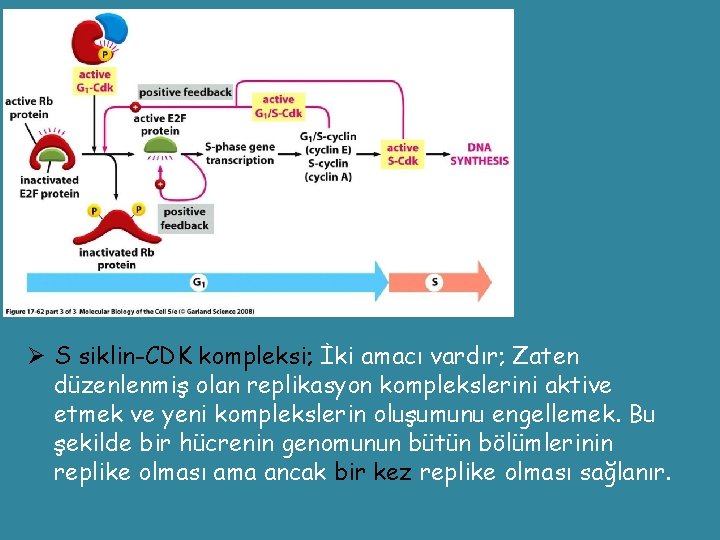 Ø S siklin-CDK kompleksi; İki amacı vardır; Zaten düzenlenmiş olan replikasyon komplekslerini aktive etmek
