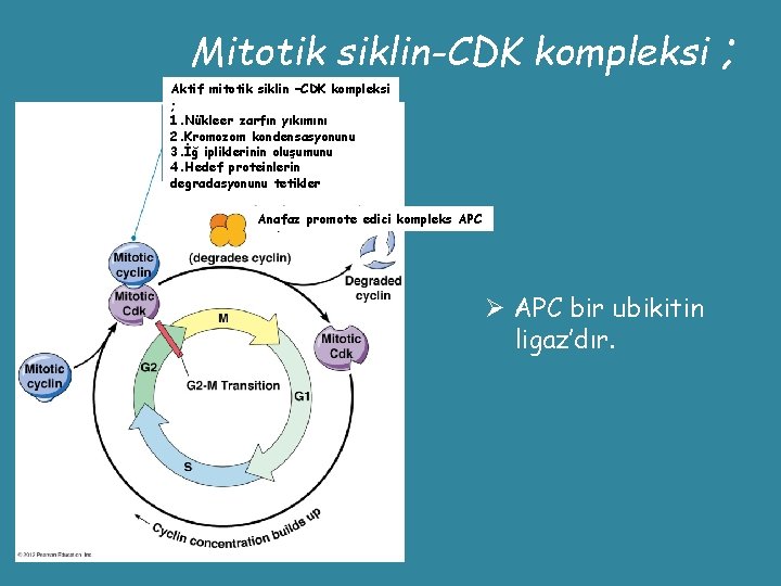 Mitotik siklin-CDK kompleksi Aktif mitotik siklin –CDK kompleksi ; 1. Nükleer zarfın yıkımını 2.