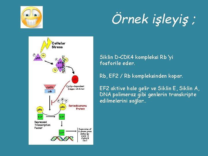 Örnek işleyiş ; Siklin D-CDK 4 kompleksi Rb ‘yi fosforile eder. Rb, EF 2