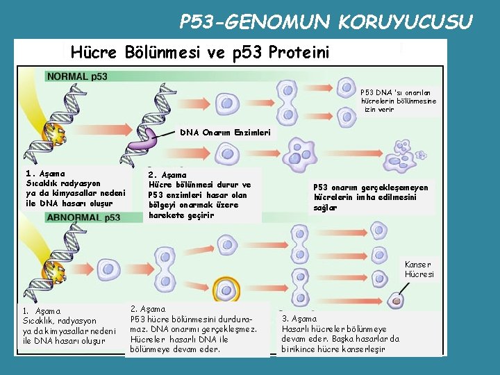 P 53 -GENOMUN KORUYUCUSU Hücre Bölünmesi ve p 53 Proteini P 53 DNA ‘sı