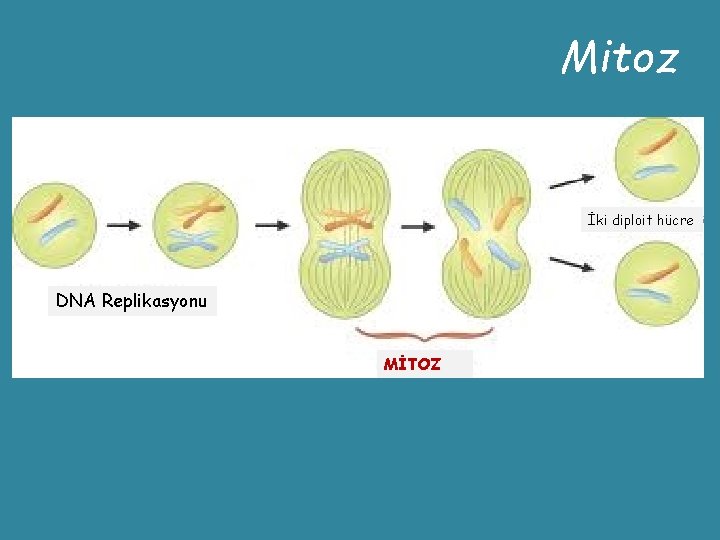 Mitoz İki diploit hücre DNA Replikasyonu MİTOZ 