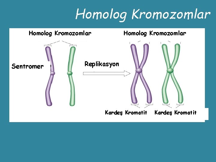 Homolog Kromozomlar Sentromer Homolog Kromozomlar Replikasyon Kardeş Kromatit 