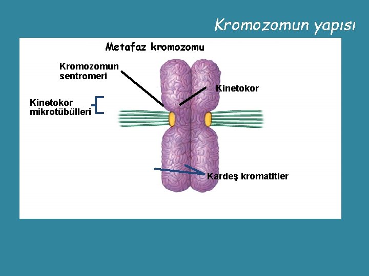Kromozomun yapısı Metafaz kromozomu Kromozomun sentromeri Kinetokor mikrotübülleri Kardeş kromatitler Copyright © The Mc.