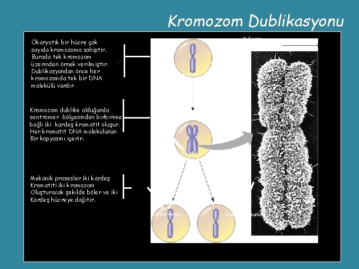 Kromozom Dublikasyonu Ökaryotik bir hücre çok sayıda kromozoma sahiptir. Burada tek kromozom üzerinden örnek