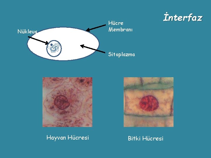 Hücre Membranı Nükleus İnterfaz Sitoplazma Hayvan Hücresi Bitki Hücresi 