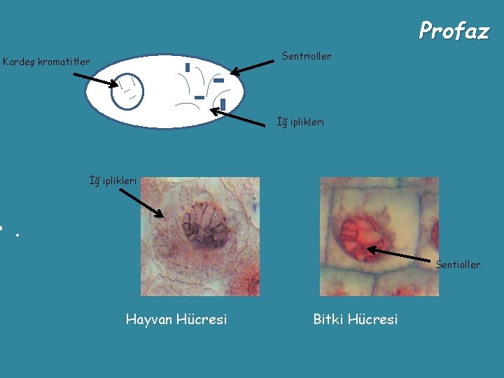 Profaz Sentrioller Kardeş kromatitler İğ iplikleri • . Sentioller Hayvan Hücresi Bitki Hücresi 