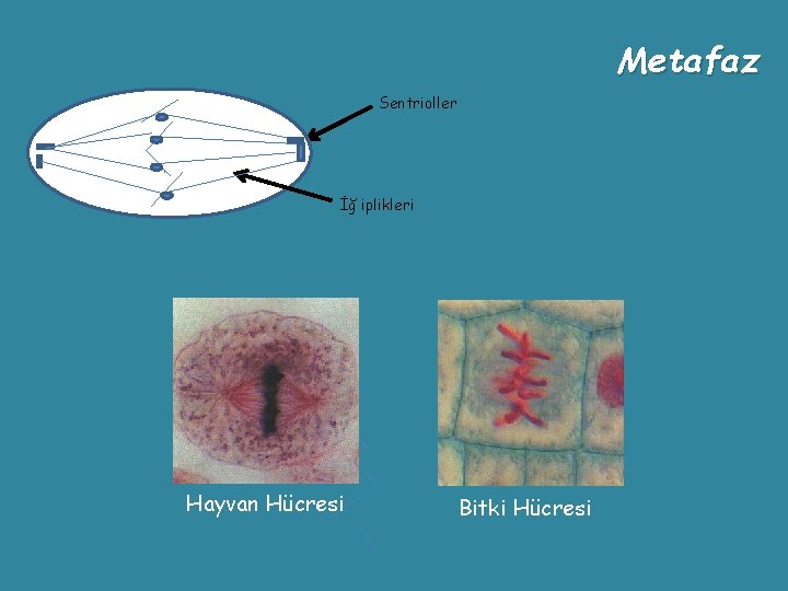 Metafaz Sentrioller İğ iplikleri Hayvan Hücresi Bitki Hücresi 