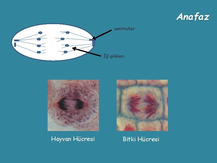 Anafaz sentrioller İğ iplikleri Hayvan Hücresi Bitki Hücresi 