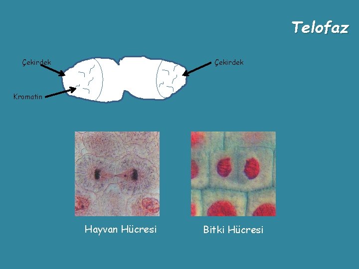 Telofaz Çekirdek Kromatin Hayvan Hücresi Bitki Hücresi 