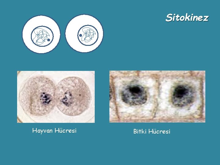Sitokinez Hayvan Hücresi Bitki Hücresi 