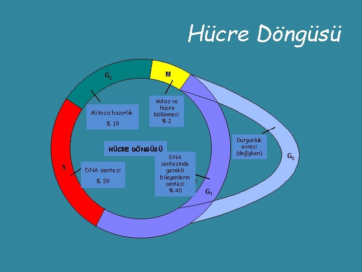 Hücre Döngüsü Mitoza hazırlık % 19 Mitoz ve hücre bölünmesi %2 HÜCRE DÖNGÜSÜ DNA