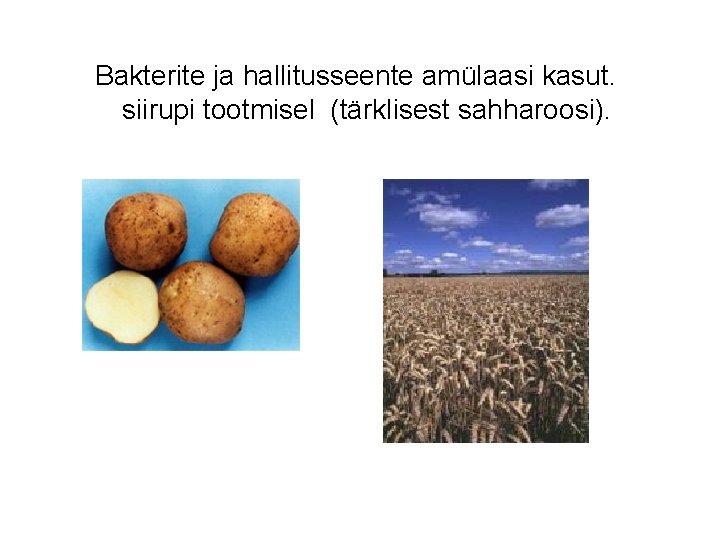 Bakterite ja hallitusseente amülaasi kasut. siirupi tootmisel (tärklisest sahharoosi). 