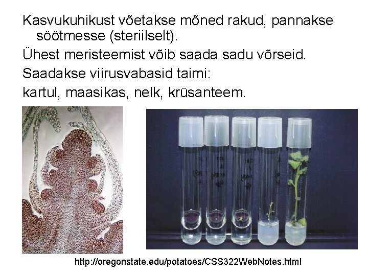 Kasvukuhikust võetakse mõned rakud, pannakse söötmesse (steriilselt). Ühest meristeemist võib saada sadu võrseid. Saadakse