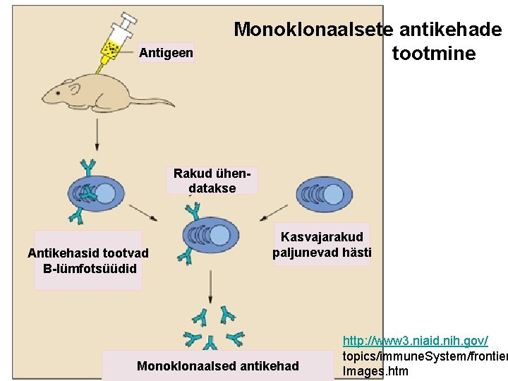 Antigeen Monoklonaalsete antikehade tootmine Rakud ühendatakse Antikehasid tootvad B-lümfotsüüdid Kasvajarakud paljunevad hästi Monoklonaalsed antikehad