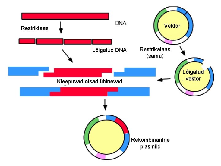 Vektor Restriktaas Lõigatud DNA Restrikataas (sama) Lõigatud vektor Kleepuvad otsad ühinevad Rekombinantne plasmiid 