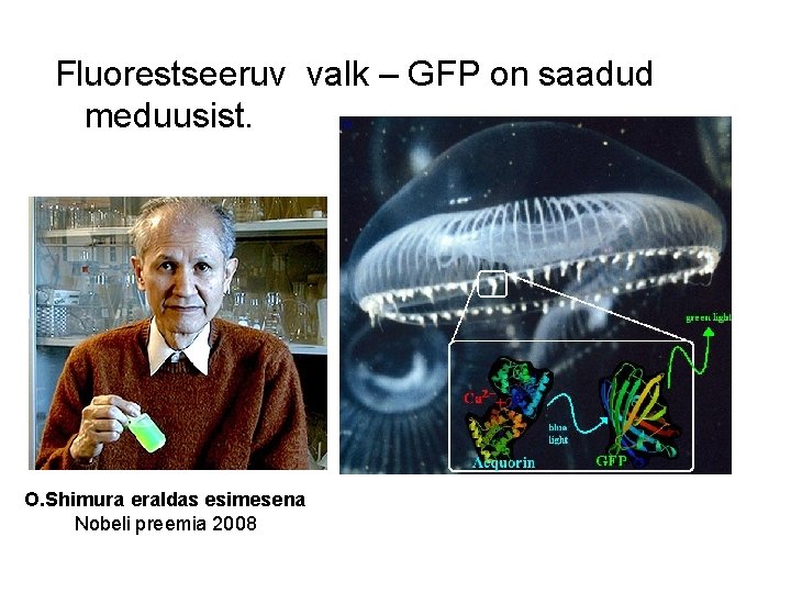 Fluorestseeruv valk – GFP on saadud meduusist. O. Shimura eraldas esimesena Nobeli preemia 2008