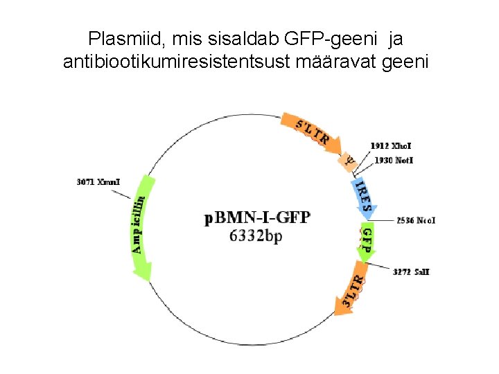 Plasmiid, mis sisaldab GFP-geeni ja antibiootikumiresistentsust määravat geeni 