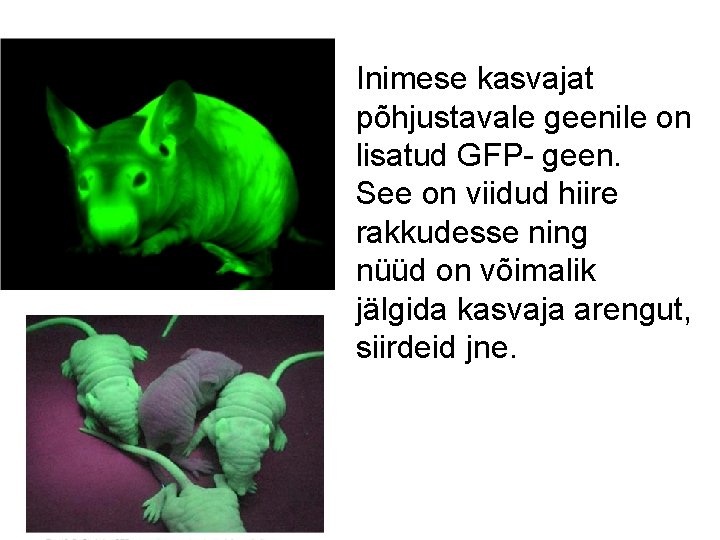 Inimese kasvajat põhjustavale geenile on lisatud GFP- geen. See on viidud hiire rakkudesse ning