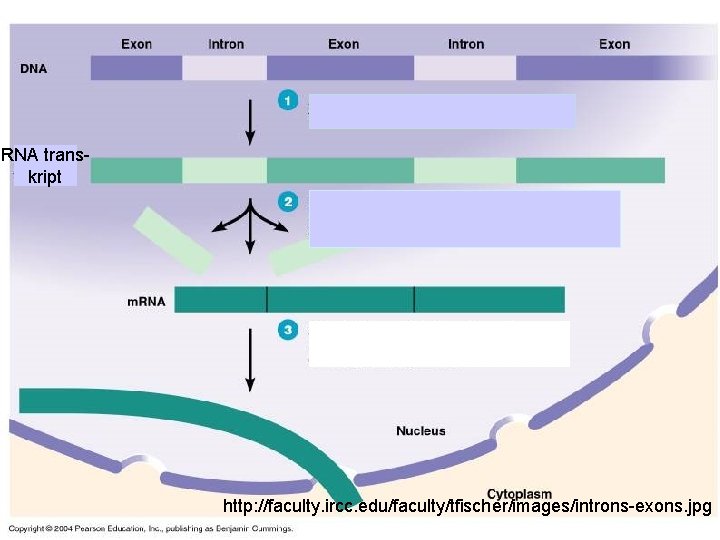 RNA transkript http: //faculty. ircc. edu/faculty/tfischer/images/introns-exons. jpg 