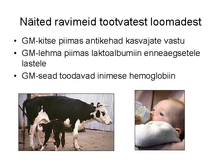 Näited ravimeid tootvatest loomadest • GM-kitse piimas antikehad kasvajate vastu • GM-lehma piimas laktoalbumiin